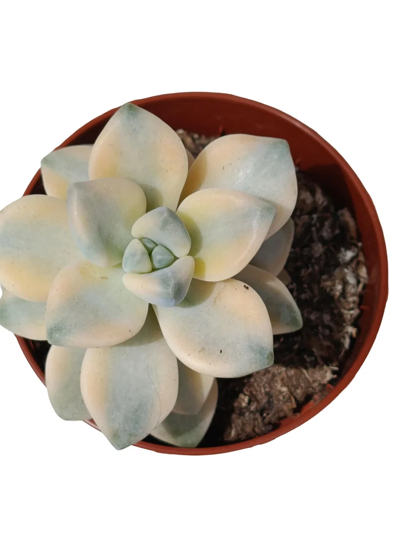 Graptoveria 'titubans' Variegata Planta Suculenta Natural Ø8