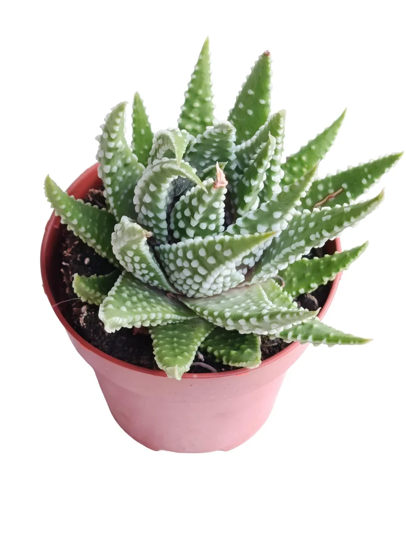 Haworthia Pumila Planta Suculenta Natural Ø8