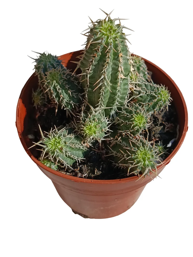 Euphorbia Phillipsioides Planta Suculenta Natural Ø8