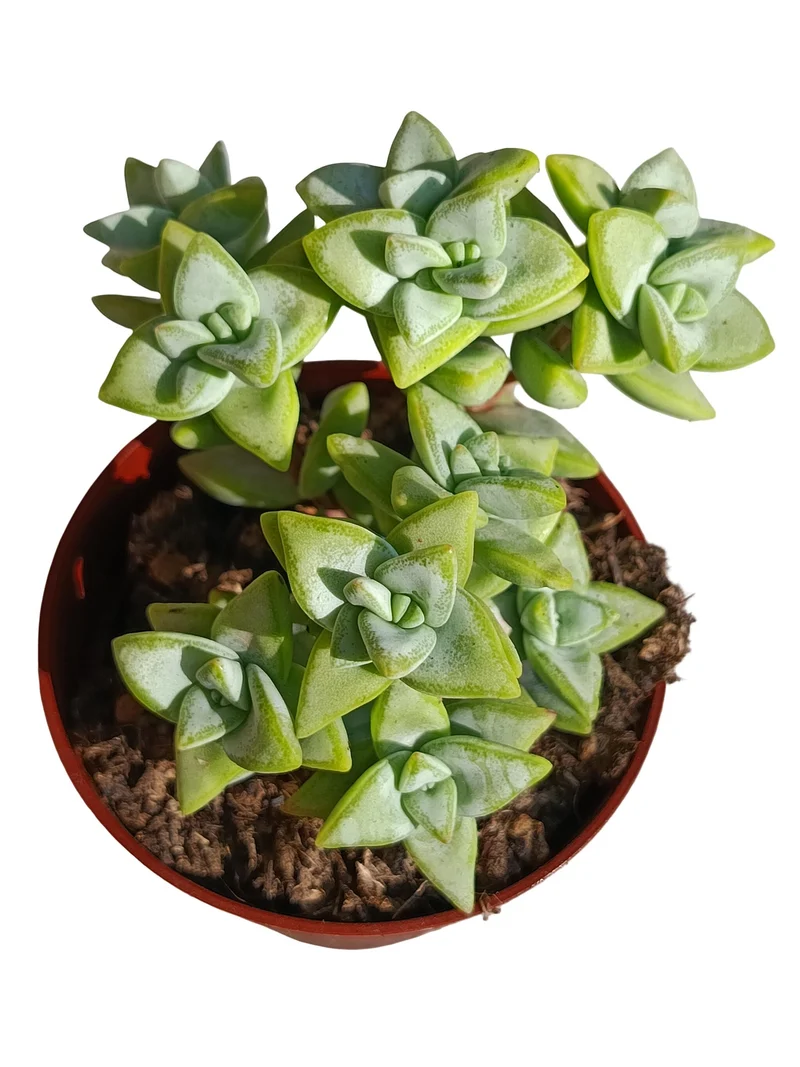 Crassula Rupestris Planta Suculenta Natural Ø8