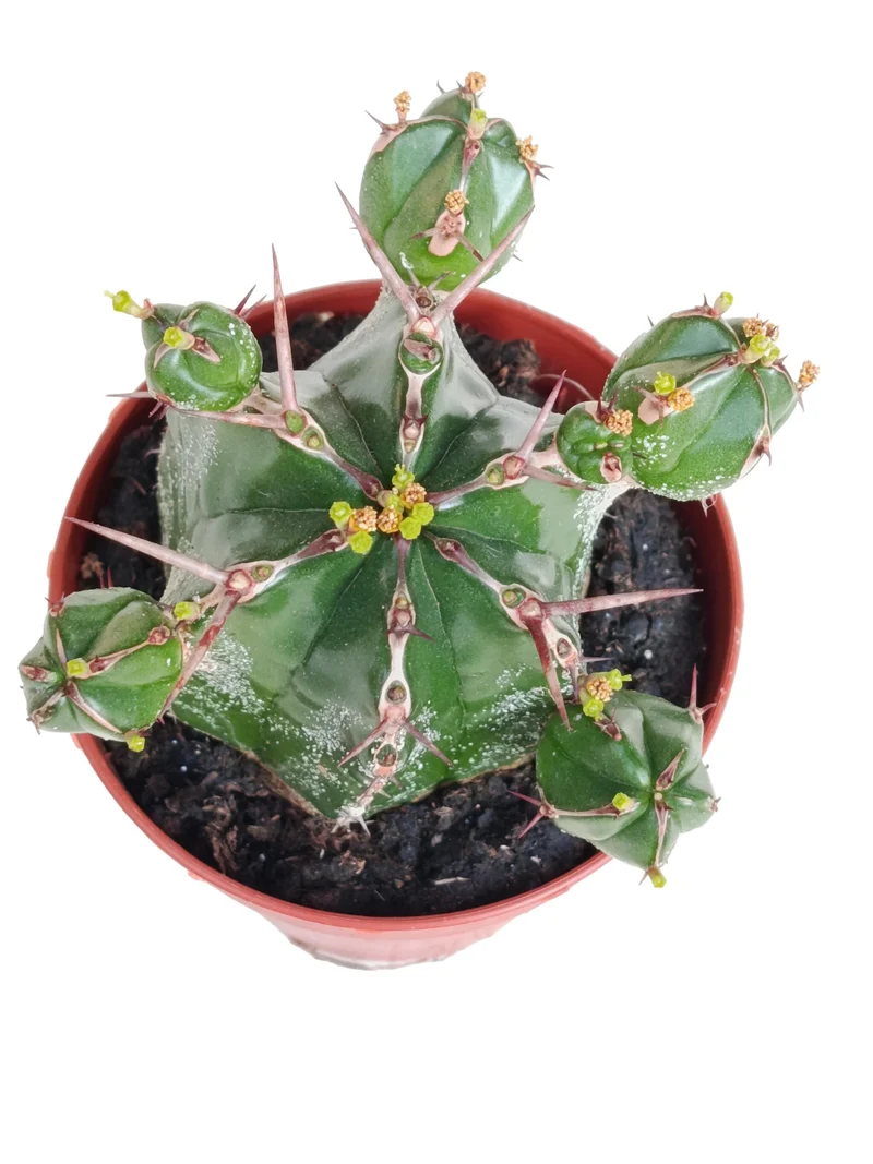 Euphorbia Handensis Planta Suculenta Natural Ø8