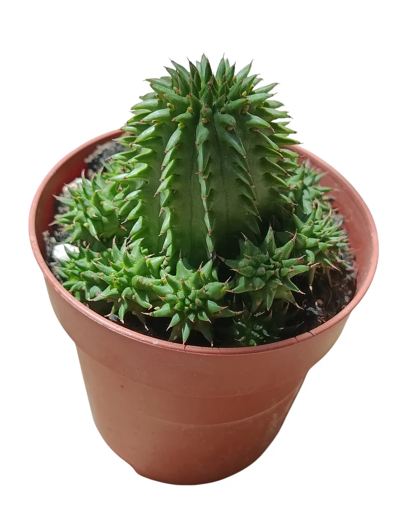 Euphorbia Suzannae Planta Suculenta Natural Ø8