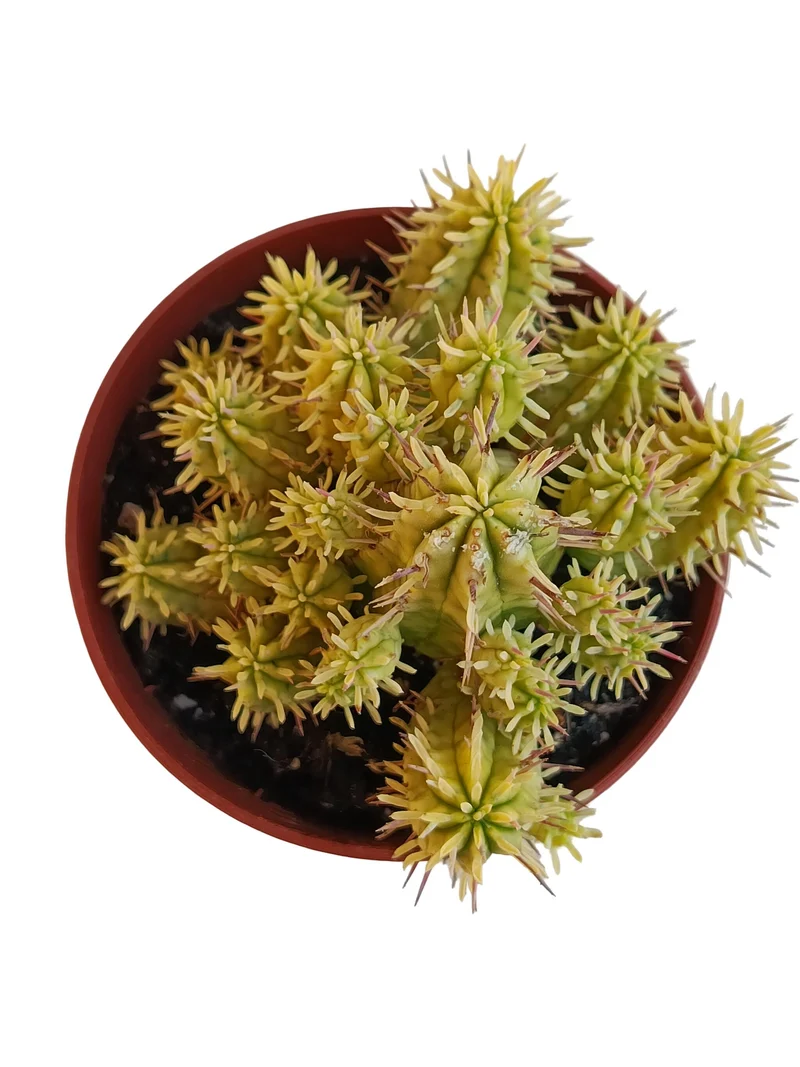 Euphorbia Aggregata Variegata Planta Suculenta Natural Ø8
