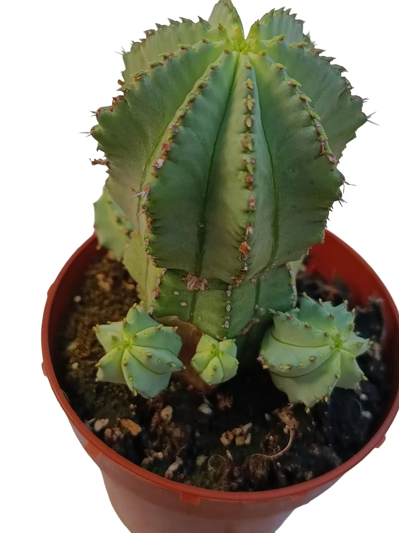 Euphorbia Fruticosa F. Inermis Planta Suculenta Natural Ø8