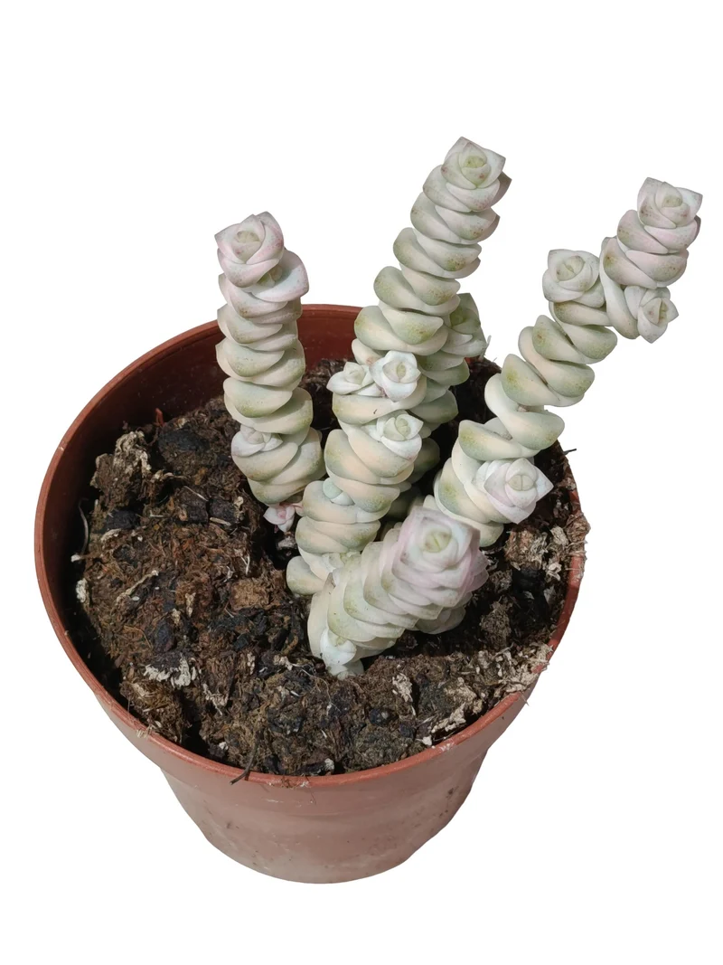 Crassula Fantasy Variegata Planta Suculenta Natural Ø8