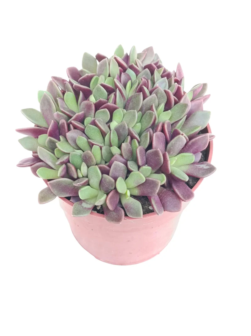 Anacampseros Red Passion Planta Suculenta Natural Ø8