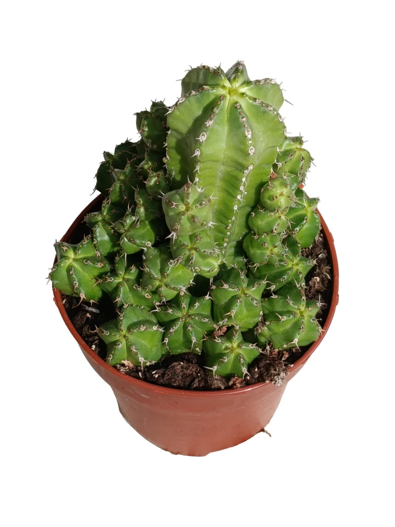 Euphorbia Frankii Planta Suculenta Natural Ø8