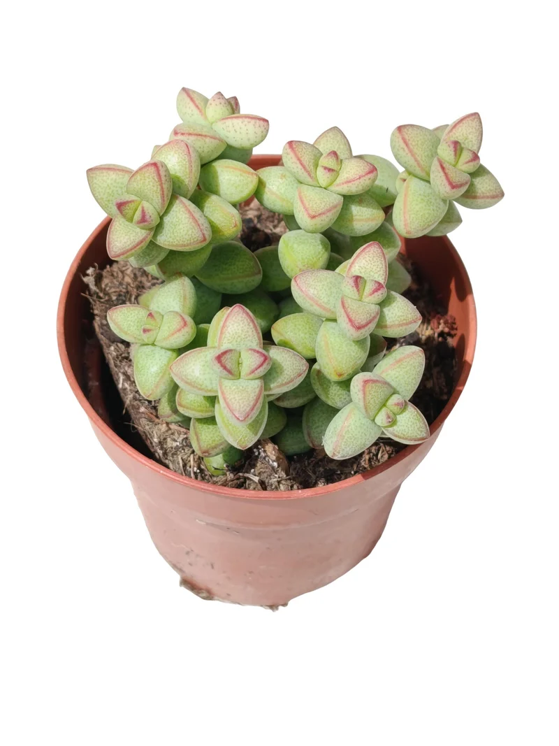 Crassula Brevifolia Planta Suculenta Natural Ø8