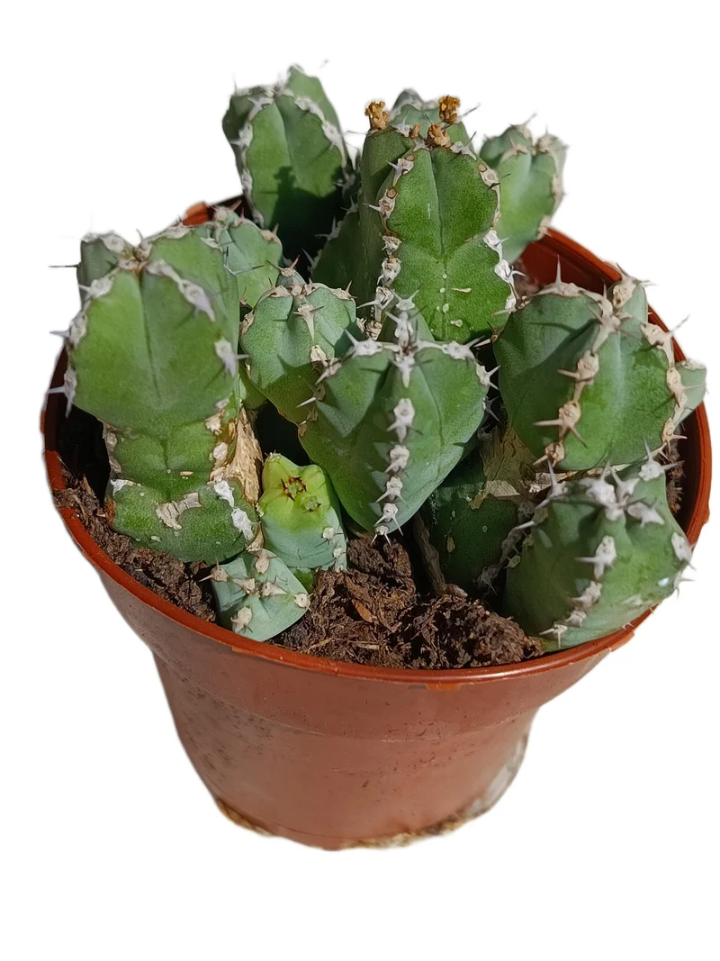 Euphorbia Resinifera Planta Suculenta Natural Ø8