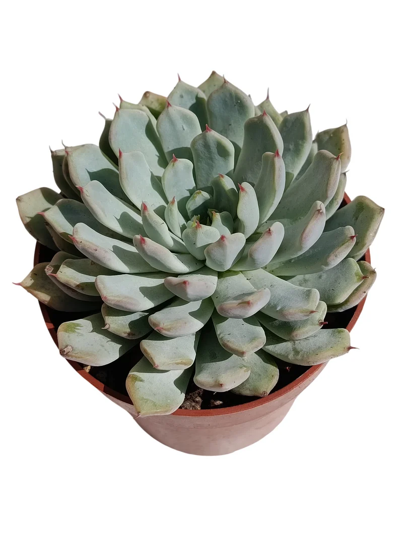 Echeveria Cuspidata X Zaragozae Planta Suculenta Natural Ø8