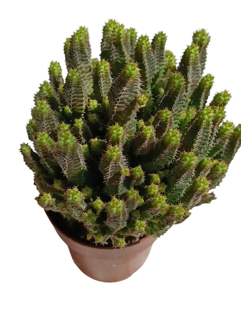 Euphorbia 'pitica' Planta Suculenta Natural Ø8