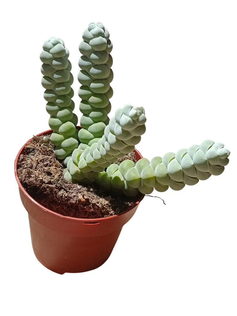 Crassula Plegmantoides Planta Suculenta Natural Ø8