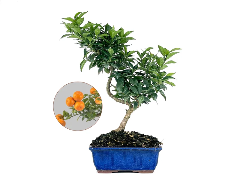 Bonsái Citrus Myrtifolia – Naranjo 7 Años