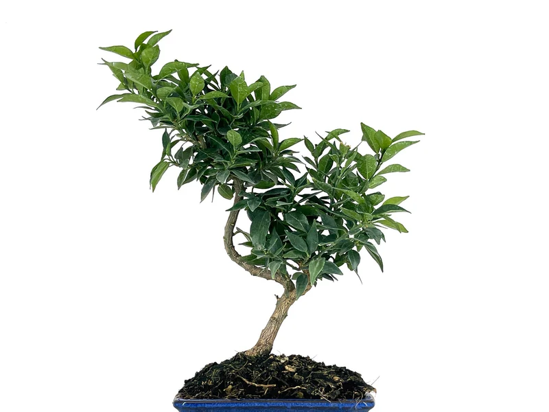 Bonsái Citrus Myrtifolia – Naranjo 7 Años