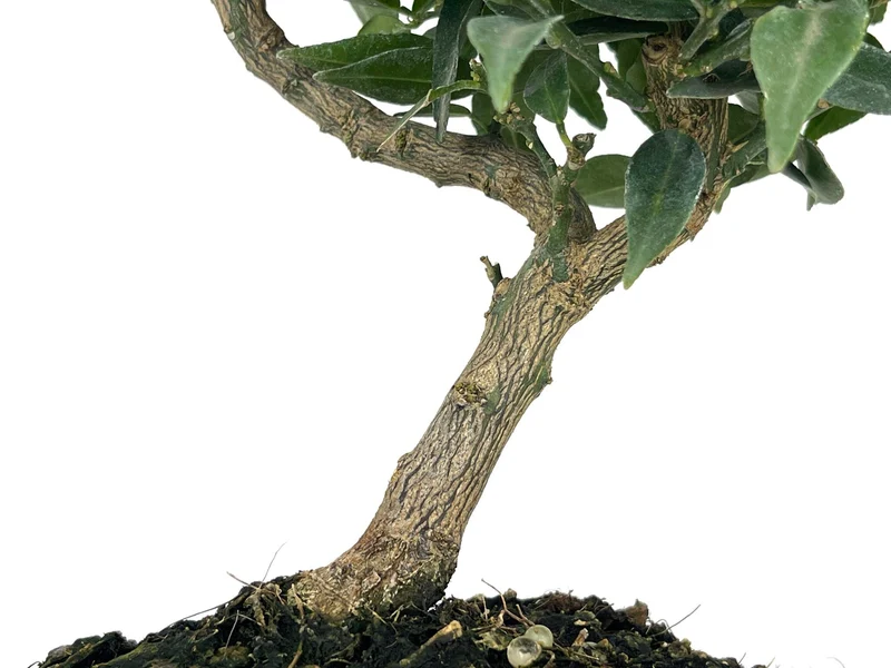 Bonsái Citrus Myrtifolia – Naranjo 7 Años