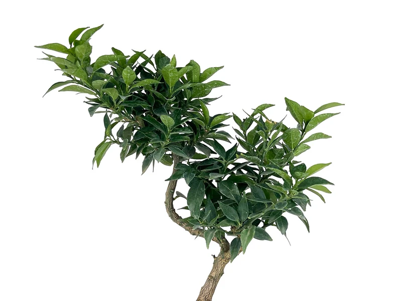 Bonsái Citrus Myrtifolia – Naranjo 7 Años