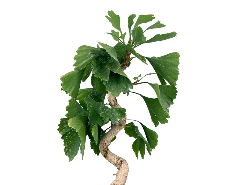 Bonsái Ginkgo Biloba 8 Años