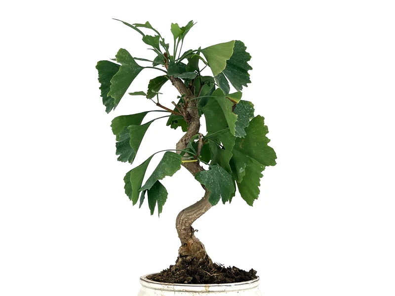 Bonsái Ginkgo Biloba 8 Años