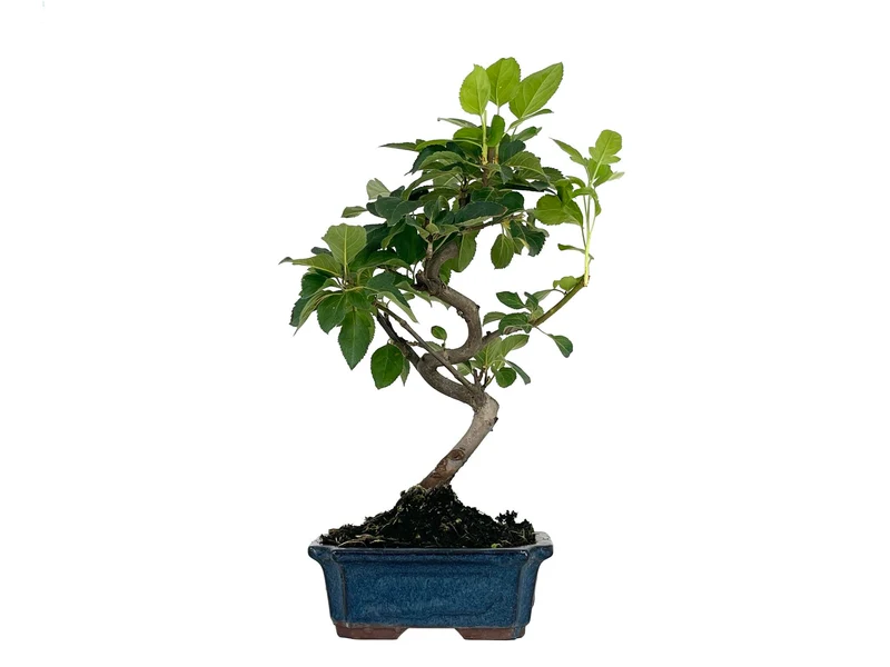 Bonsái Malus – Manzano 7 Años