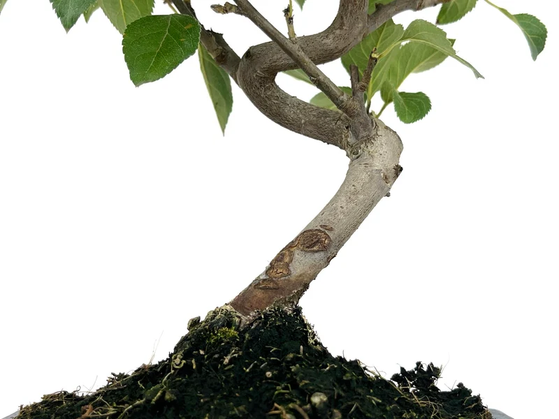 Bonsái Malus – Manzano 7 Años