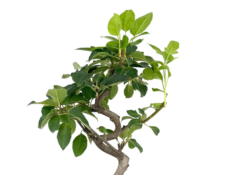 Bonsái Malus – Manzano 7 Años