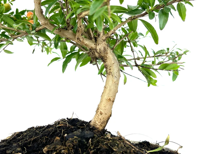 Bonsái Punica Granatum Nana – Granado 7 Años