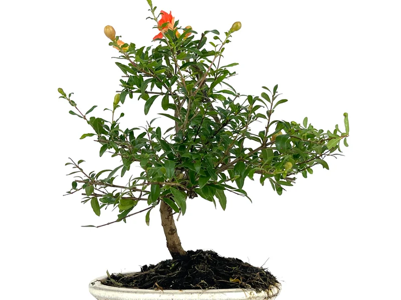 Bonsái Punica Granatum Nana – Granado 7 Años