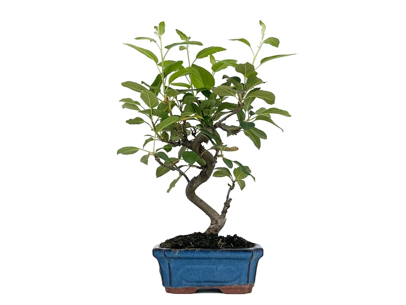 Bonsái Malus – Manzano 8 Años