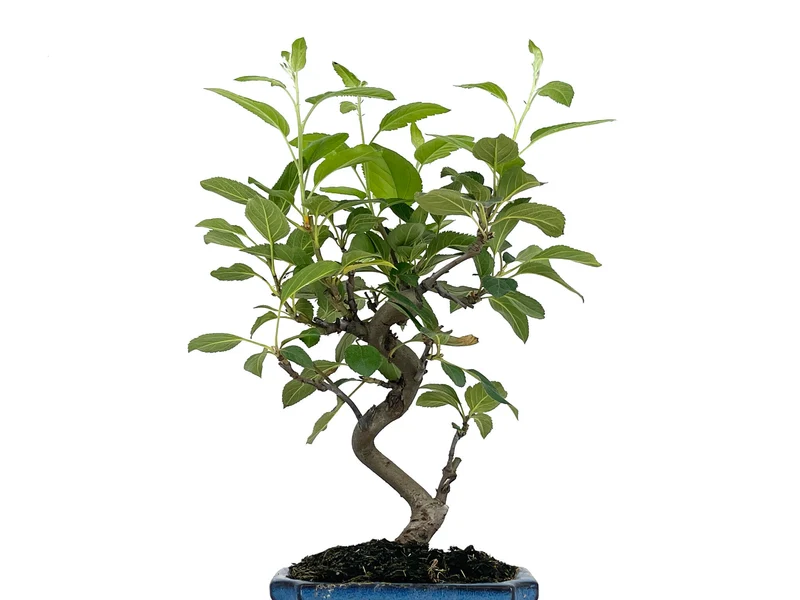 Bonsái Malus – Manzano 8 Años