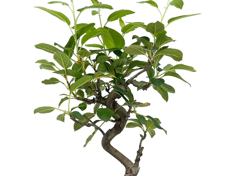 Bonsái Malus – Manzano 8 Años