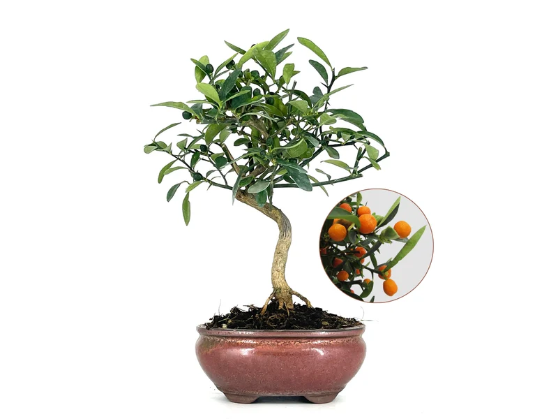 Bonsái Citrus Kinzu – Naranjo Enano 7 Años
