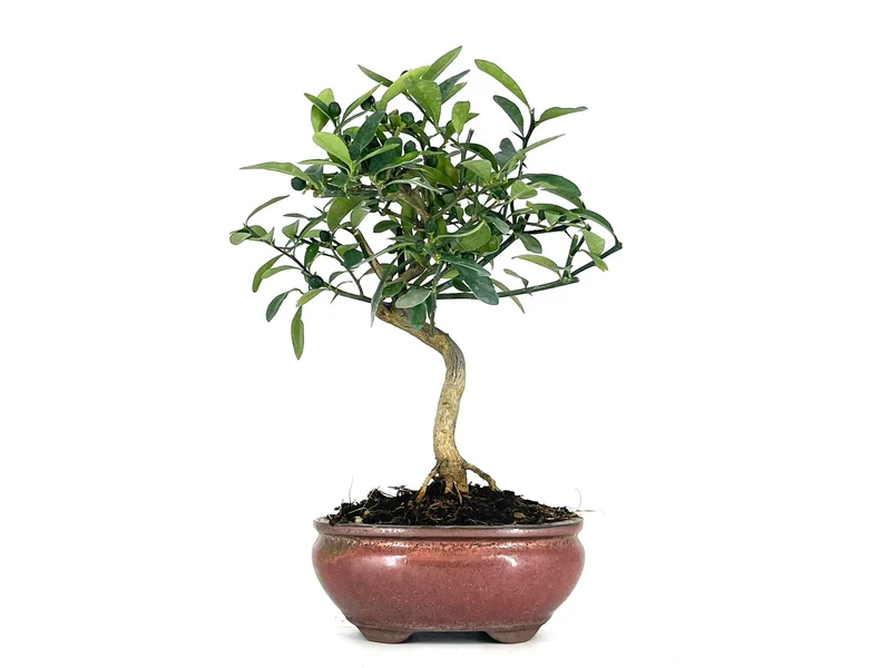 Bonsái Citrus Kinzu – Naranjo Enano 7 Años