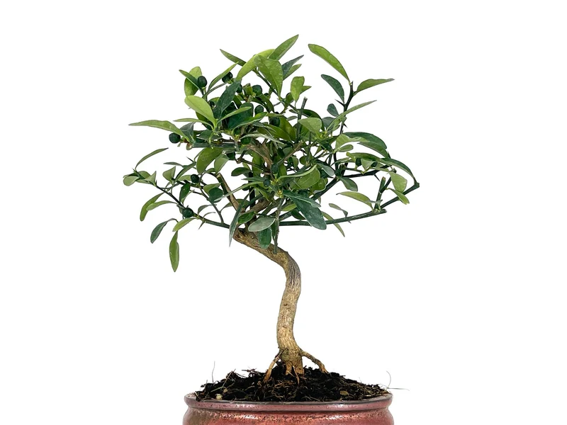 Bonsái Citrus Kinzu – Naranjo Enano 7 Años