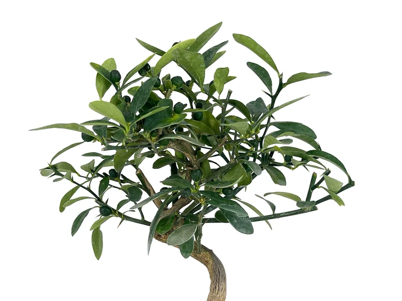 Bonsái Citrus Kinzu – Naranjo Enano 7 Años