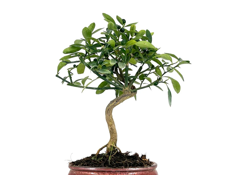 Bonsái Citrus Kinzu – Naranjo Enano 7 Años