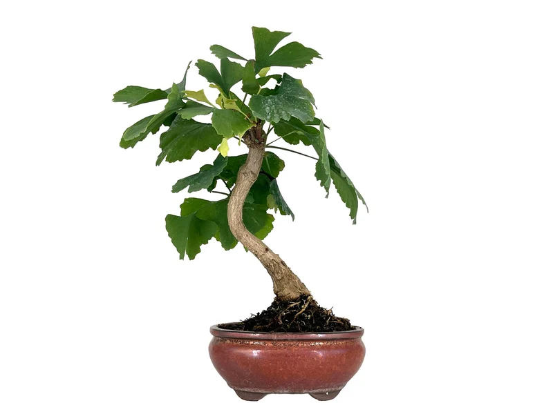 Bonsái Ginkgo Biloba 7 Años
