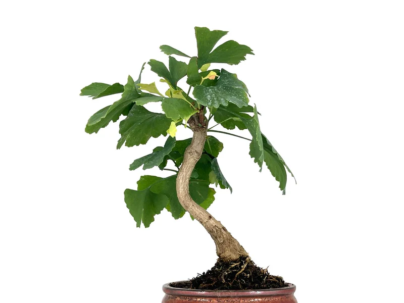 Bonsái Ginkgo Biloba 7 Años