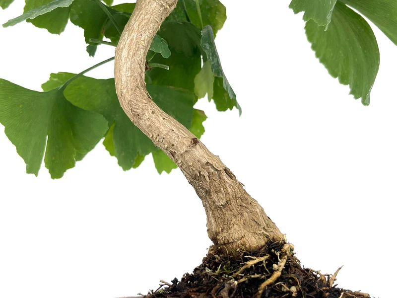 Bonsái Ginkgo Biloba 7 Años