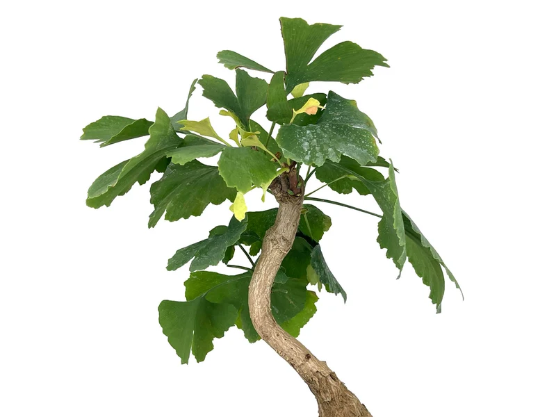 Bonsái Ginkgo Biloba 7 Años
