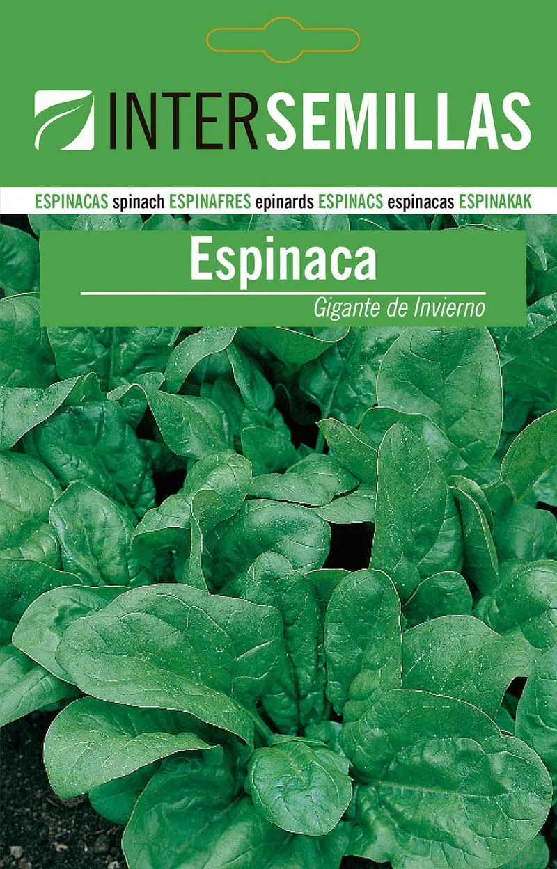 Sobre De Semillas Espinaca Gigante De Invierno