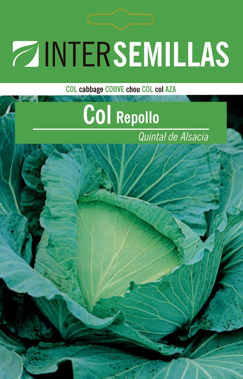 Sobre De Semillas Col Repollo Quintal Alsacia