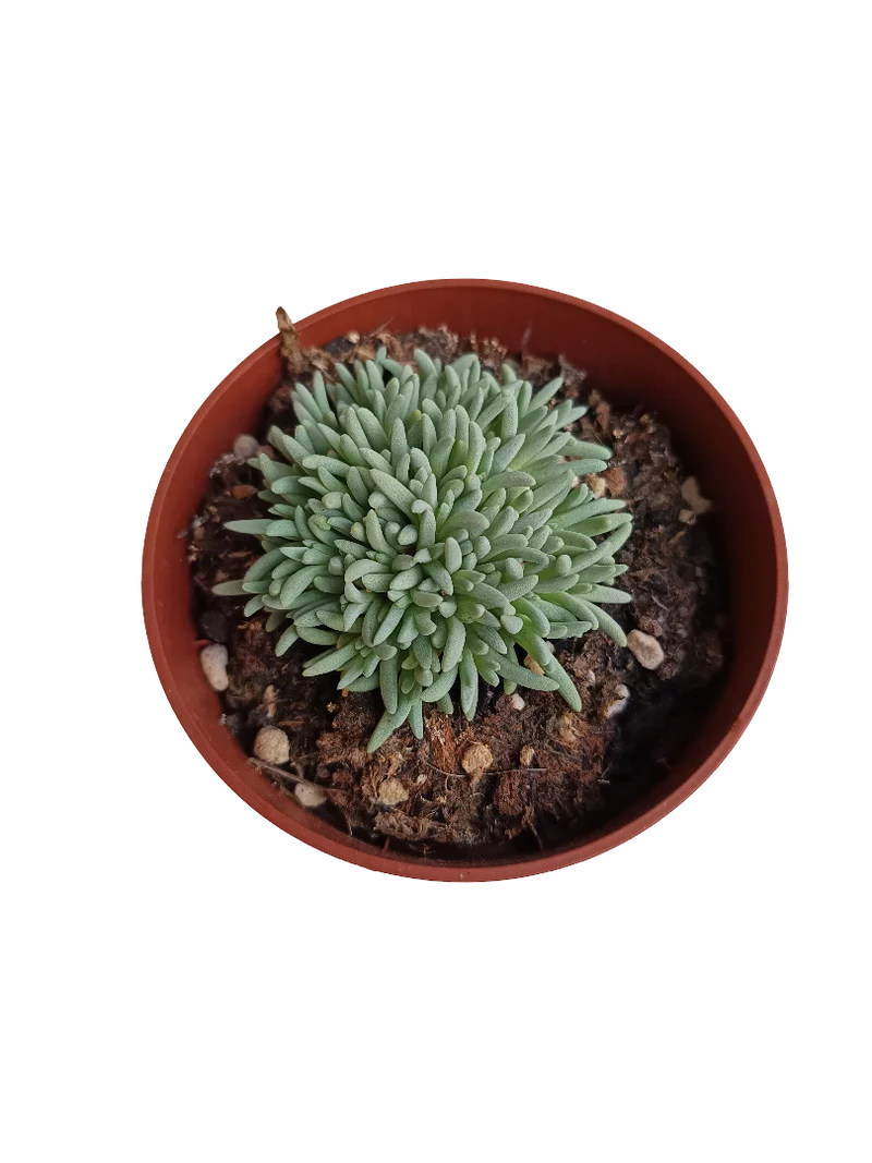 Delosperma Spalmanthoides Planta Suculenta Ø8