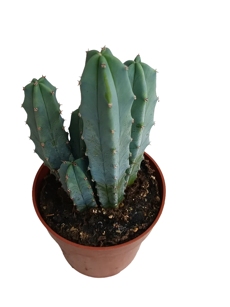 Myrtillocactus Geometrizans Cactus Azul Ø8
