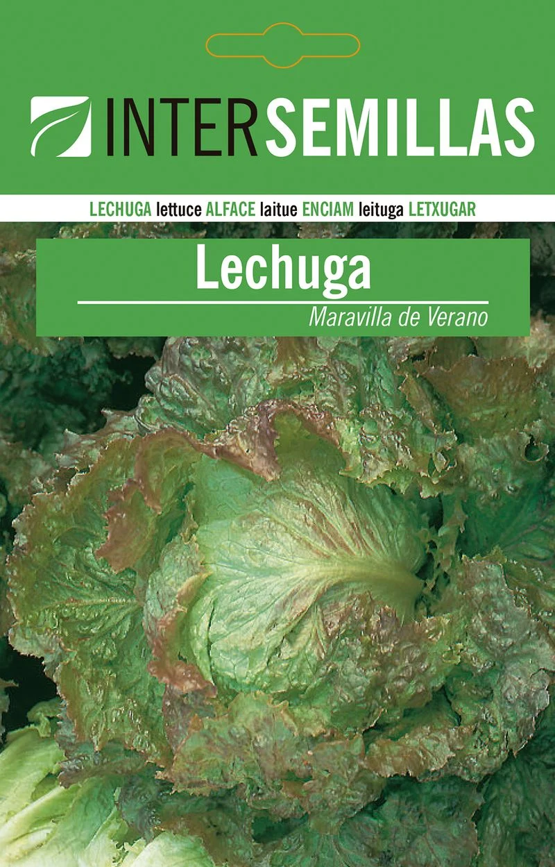 Sobre De Semillas De Lechuga Maravilla De Verano