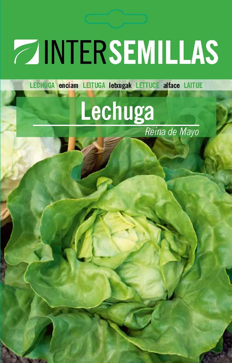 Sobre De Semillas De Lechuga Reina De Mayo