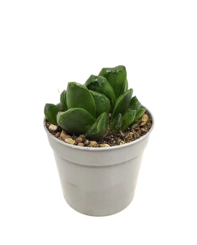 Haworthia Truncata Maughanii Cactus Y Suculentas M8,5 Cm Ø