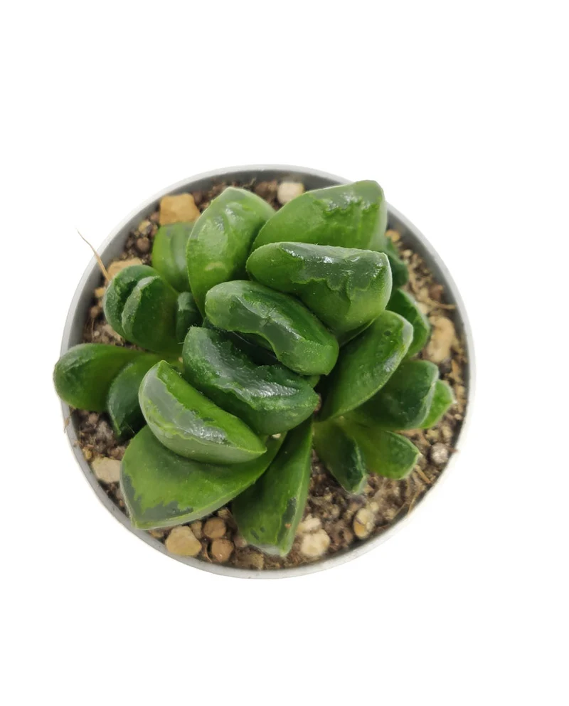 Haworthia Truncata Maughanii Cactus Y Suculentas M8,5 Cm Ø