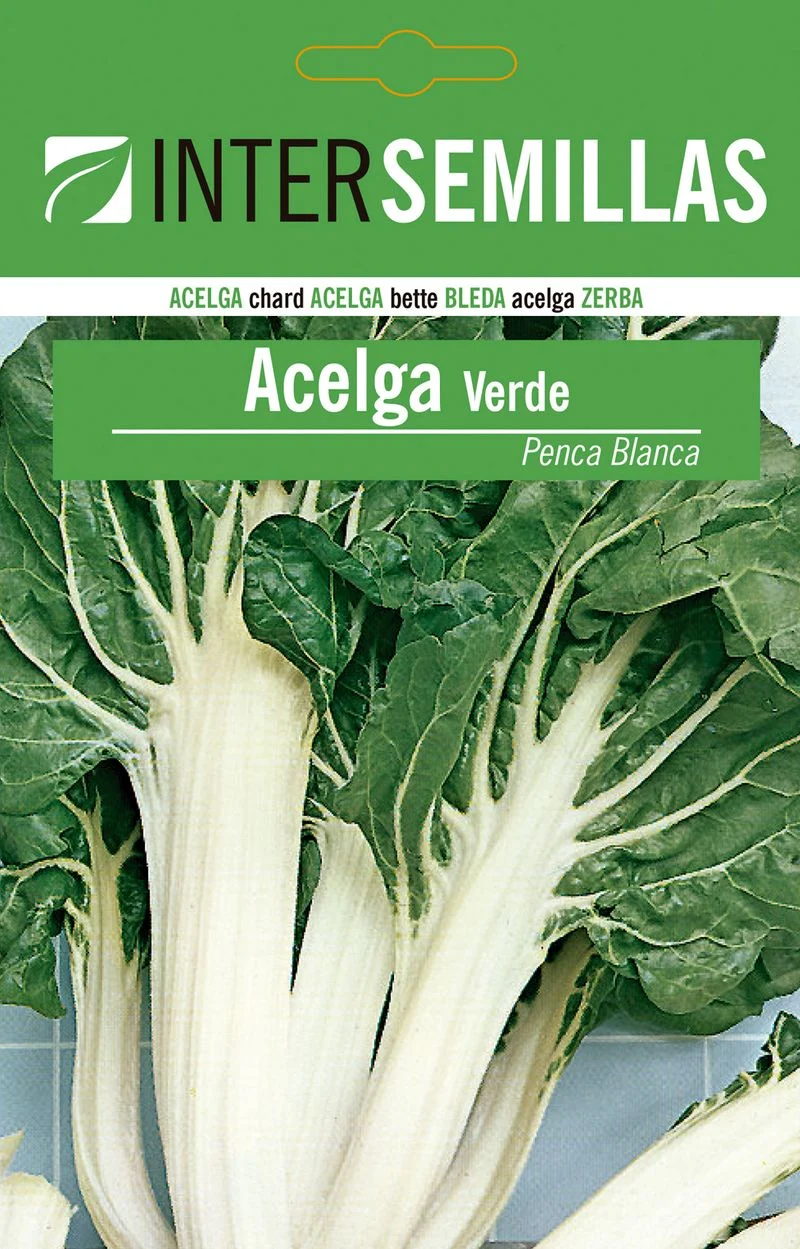 Sobre De Semillas De Acelga Verde