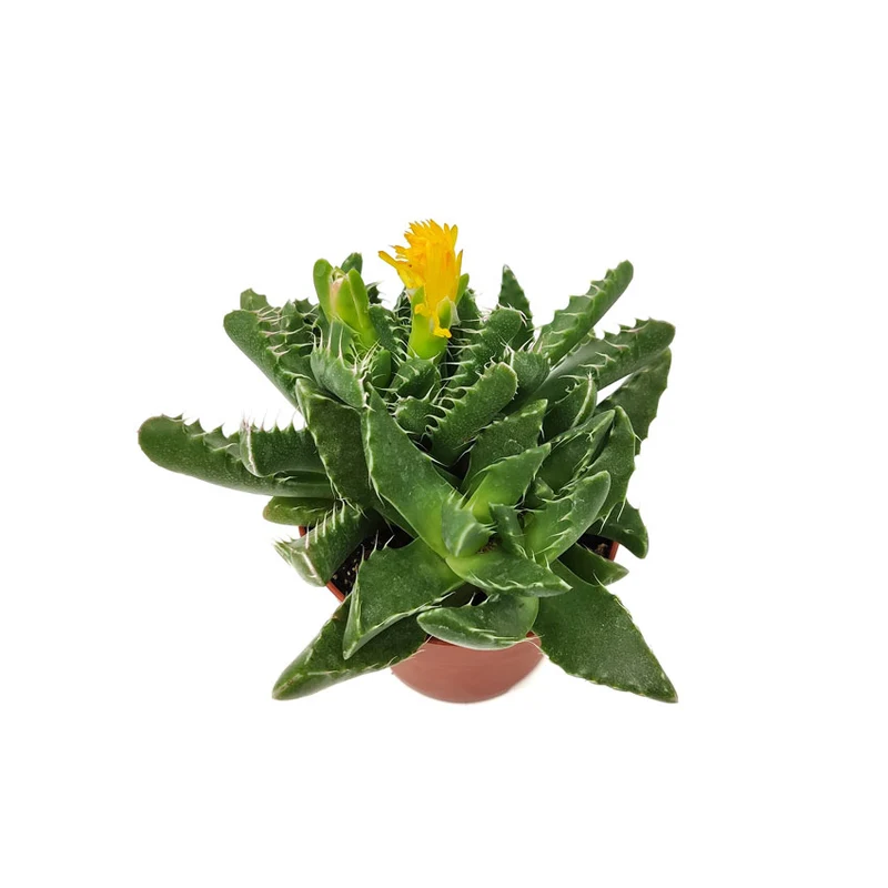 Faucaria Felina Cactus Y Suculentas M8,5 Cm Ø