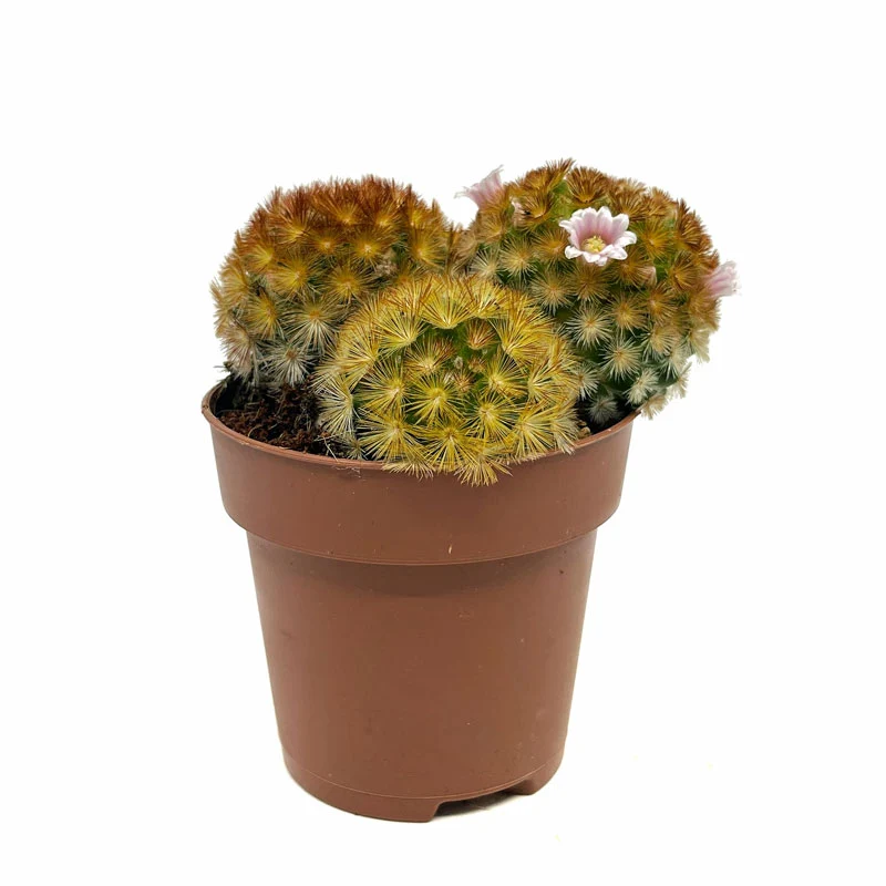 Mammillaria Carmenae Var. Rubrispina Cactus Y Suculentas M8,5 cm Ø